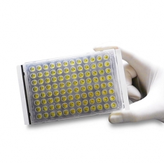 Excel Scientific - thermalseal rt sealing films for real time pcr